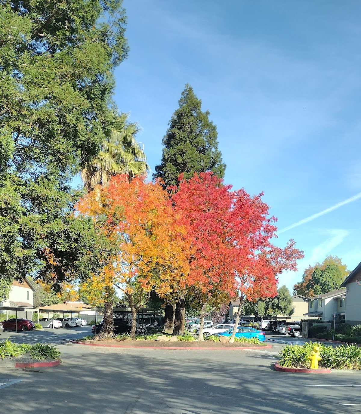 Woodcrest Apartments apartments in Vacaville, CA