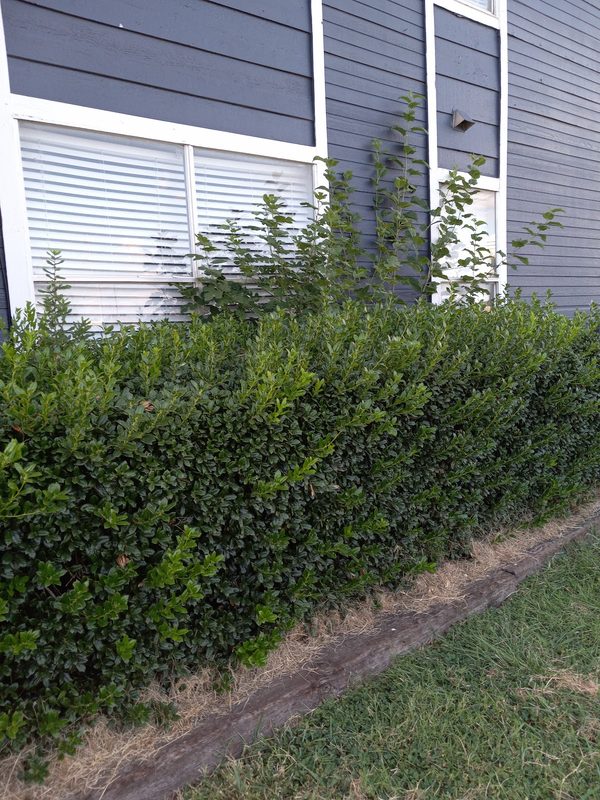 Meadows at Ferguson apartments in Dallas, TX