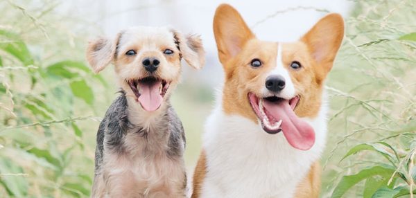 Timber Cove Apartments apartments in Decatur, IL