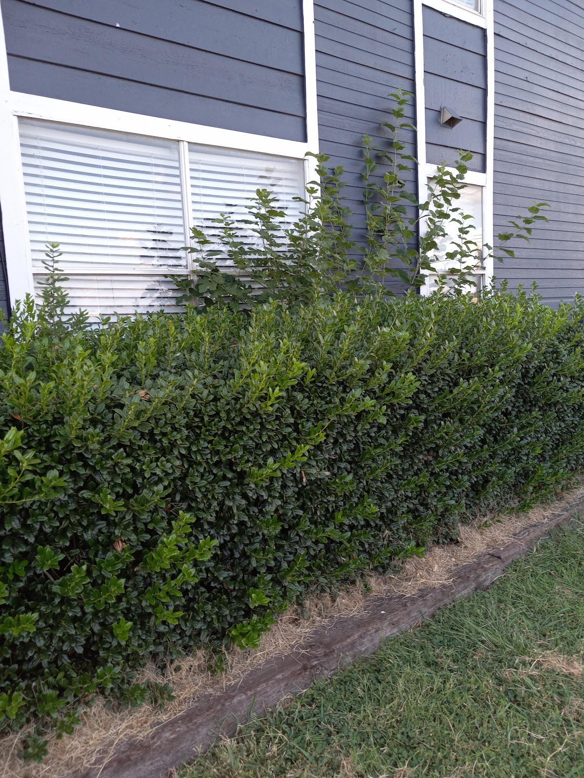 Meadows at Ferguson apartments in Dallas, TX